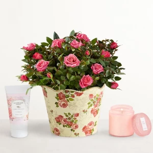 classic-budding-rose